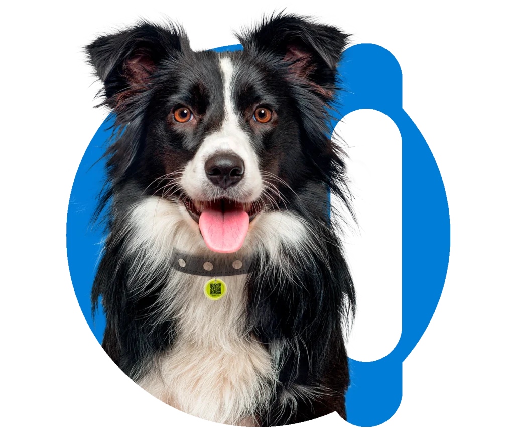 microchip para cachorro animalltag